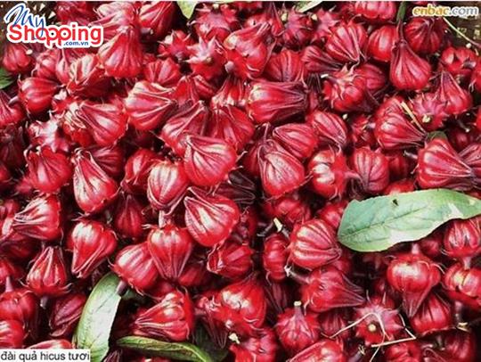 Tác dụng không ngờ từ hoa Atiso đỏ