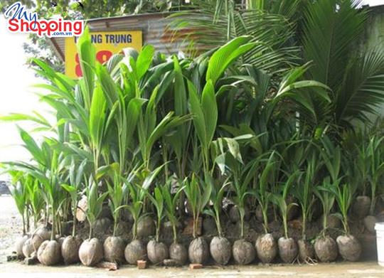 Cách ươm giống cau lùn
