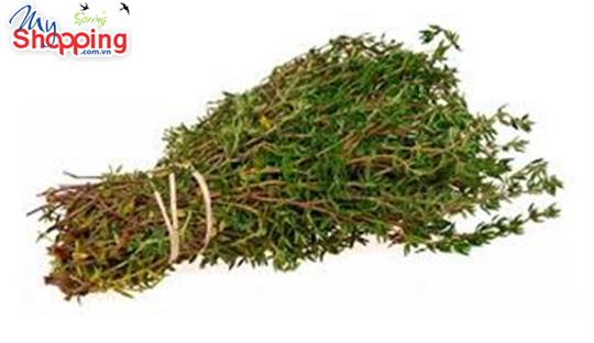 Cỏ Xạ Hương trị viêm phế quản ở trẻ