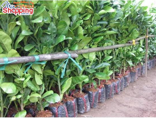 Kỹ thuật nhân giống cây bưởi
