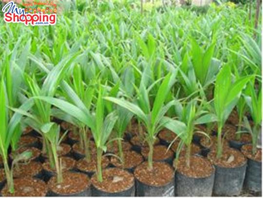 Kỹ thuật ươm dừa giống