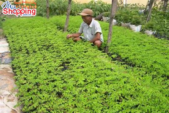 Kỹ thuật ươm giống cây chùm ngây