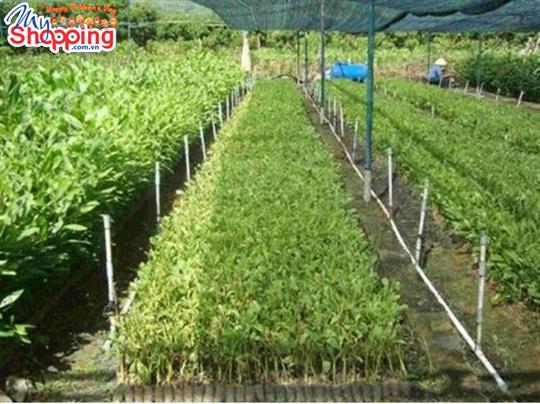 Kỹ thuật ươm giống cây xoan đào