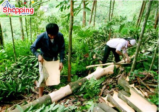 Tác dụng không ngờ từ gỗ quế