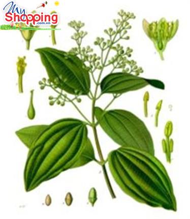 CÂY QUẾ (cinnamomum cassia Bl) 