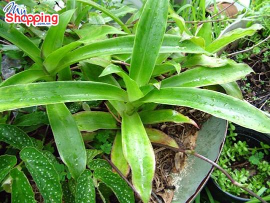 Cây lược vàng ngâm rượu trị bệnh gì?