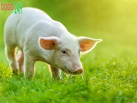 Người Tuổi Hợi